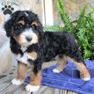 Anchor, Mini Aussiedoodle Puppy